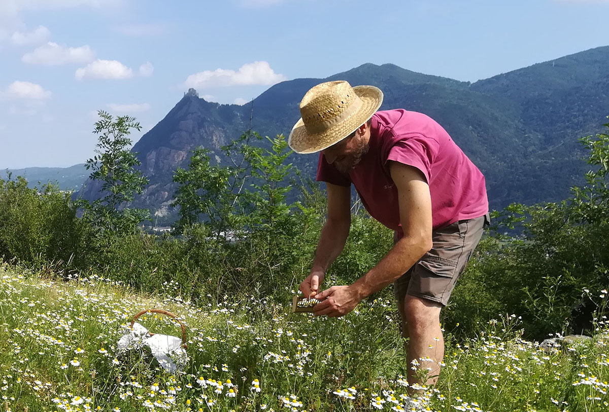 La Calcina: erbe biologiche di montagna